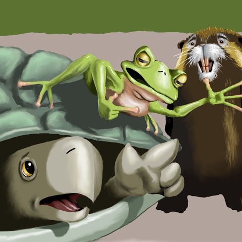 t&b_frog_&_turtle_web